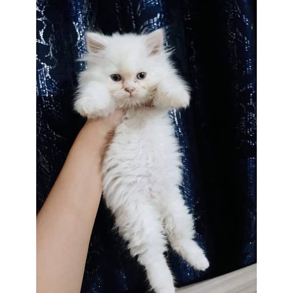 Pure Persian Kitten | Triple Coat Male Female Kitten Cats 1