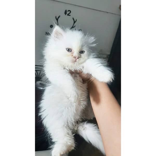Pure Persian Kitten | Triple Coat Male Female Kitten Cats 2