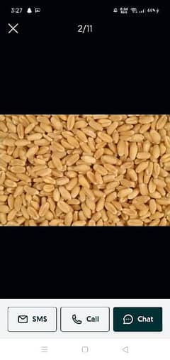 dilkash and fakhray pakhar wheat gandum 0