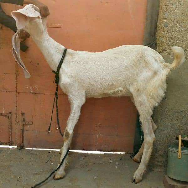 gulabi goat with 2 kids 9