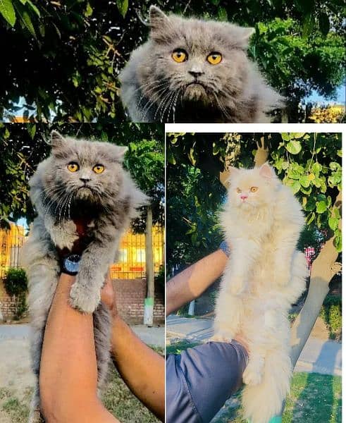 Persian Punch face triple coat cat Kitten 1