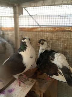 Pigeon pair