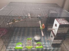 love birds 05 pairs different mutition with 2×3 big cage 0