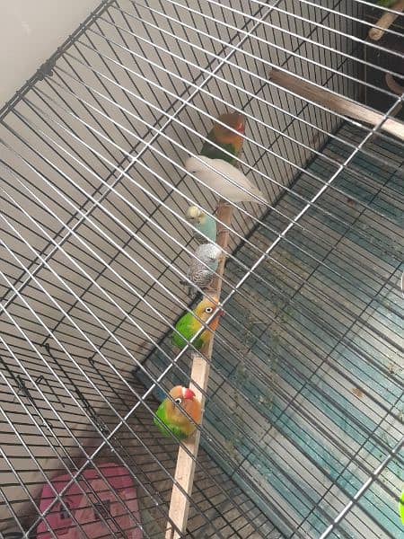love birds 05 pairs different mutition with 2×3 big cage 1