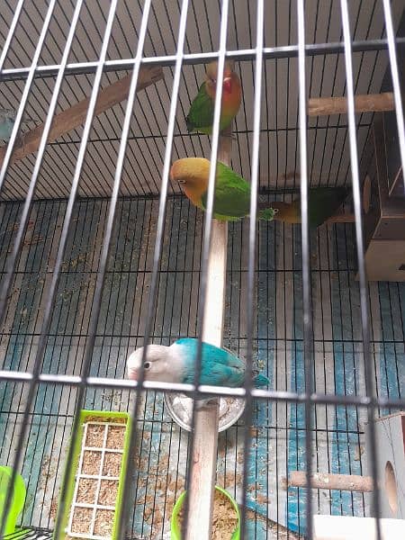 love birds 05 pairs different mutition with 2×3 big cage 2