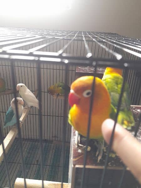 love birds 05 pairs different mutition with 2×3 big cage 4