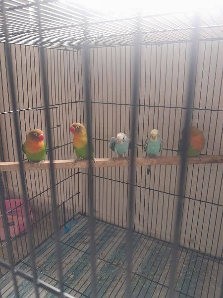 love birds 05 pairs different mutition with 2×3 big cage 5