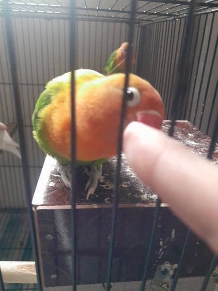 love birds 05 pairs different mutition with 2×3 big cage 6