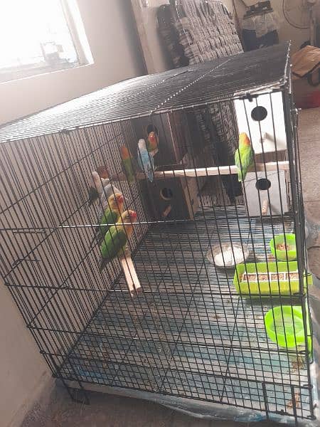 love birds 05 pairs different mutition with 2×3 big cage 8