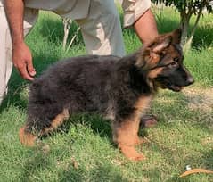 German Shepherd puppies / Puppies for sale / GSD / Dog for sale