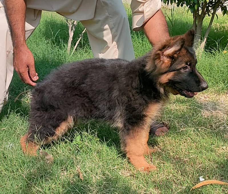 German Shepherd puppies / Puppies for sale / GSD / Dog for sale 0
