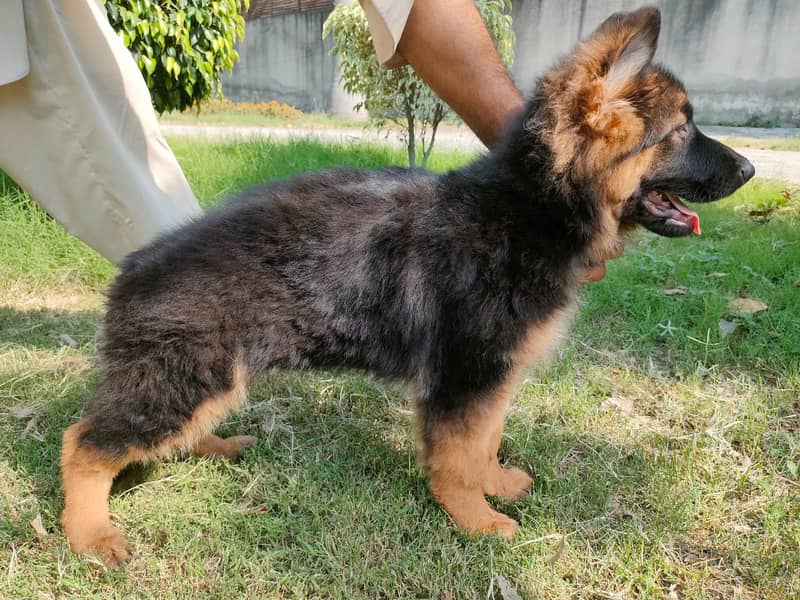 German Shepherd puppies / Puppies for sale / GSD / Dog for sale 2