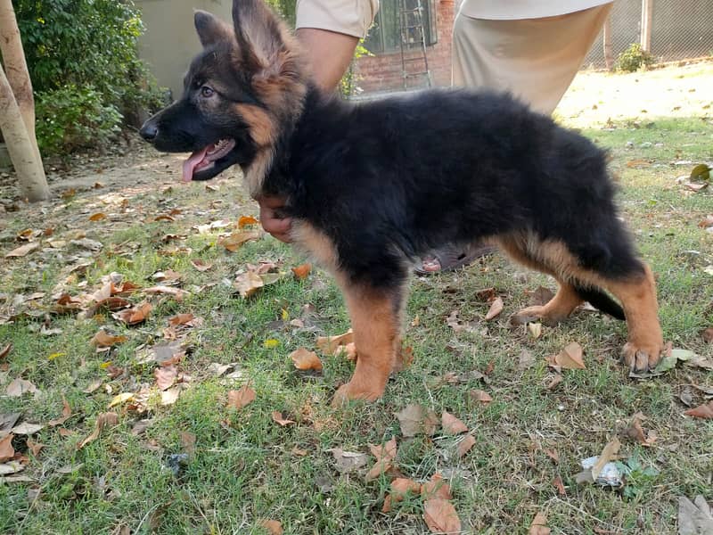 German Shepherd puppies / Puppies for sale / GSD / Dog for sale 3