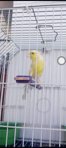 Canary with cage (0333-7940701) 9