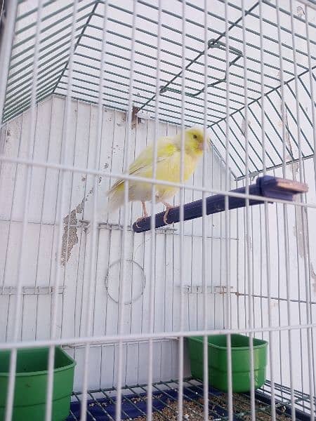 Canary with cage (0333-7940701) 10