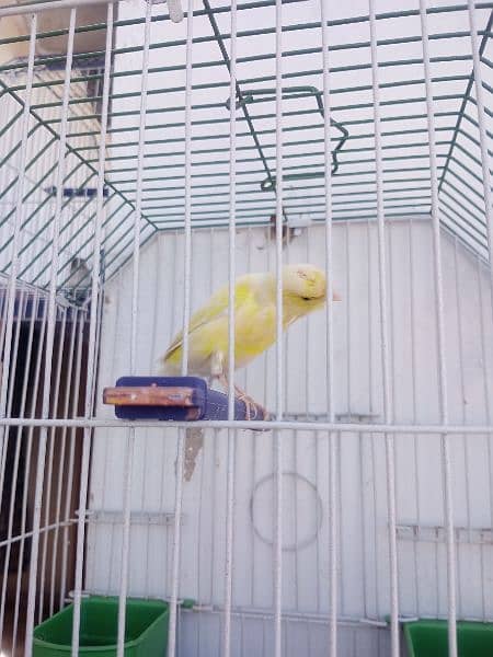 Canary with cage (0333-7940701) 11