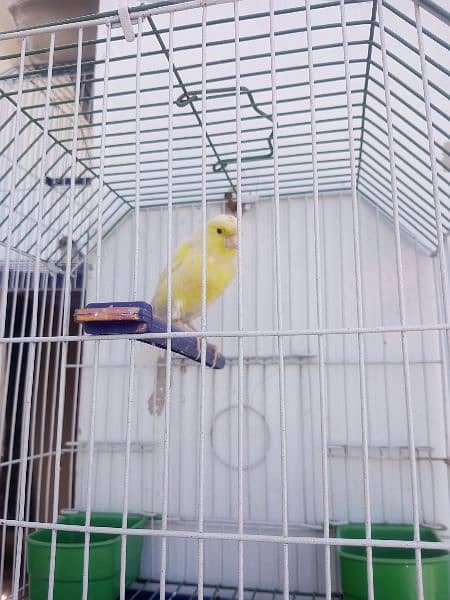 Canary with cage (0333-7940701) 12