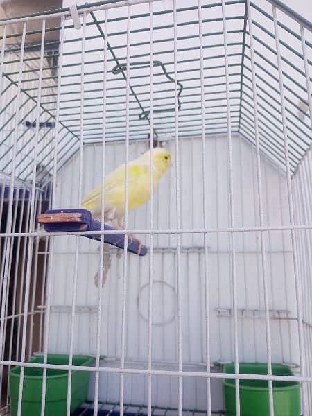 Canary with cage (0333-7940701) 13