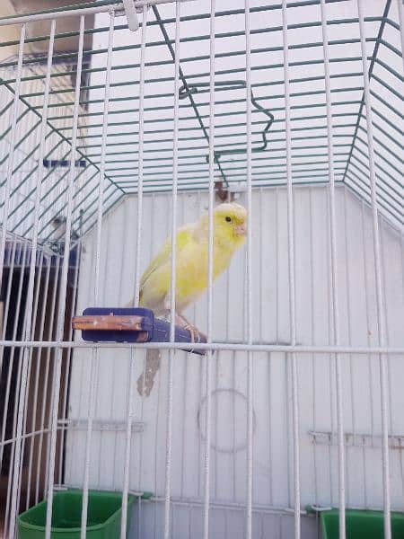 Canary with cage (0333-7940701) 14