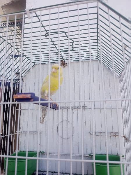 Canary with cage (0333-7940701) 15