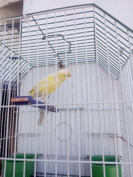Canary with cage (0333-7940701) 16