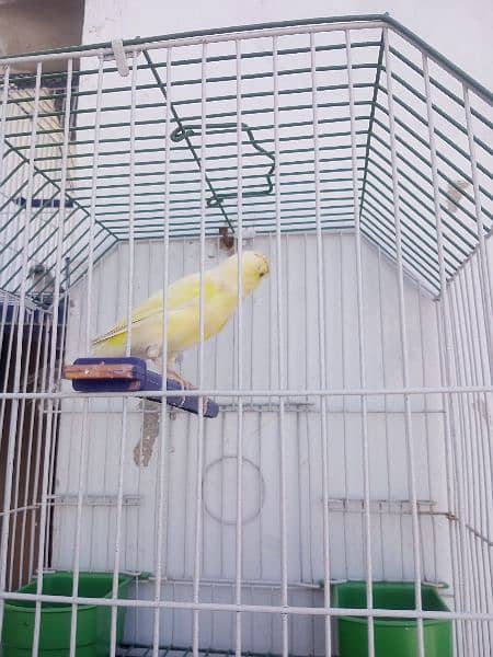 Canary with cage (0333-7940701) 17