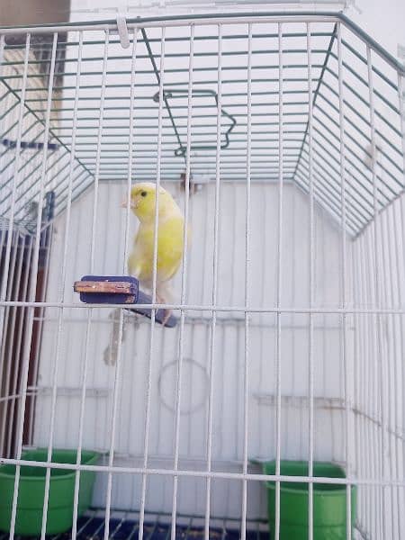 Canary with cage (0333-7940701) 18