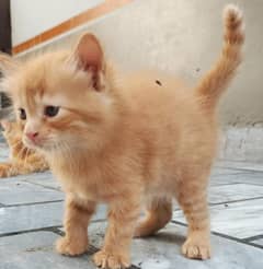 persian brown pair cat babies fluffy long hair pure cats breed 0