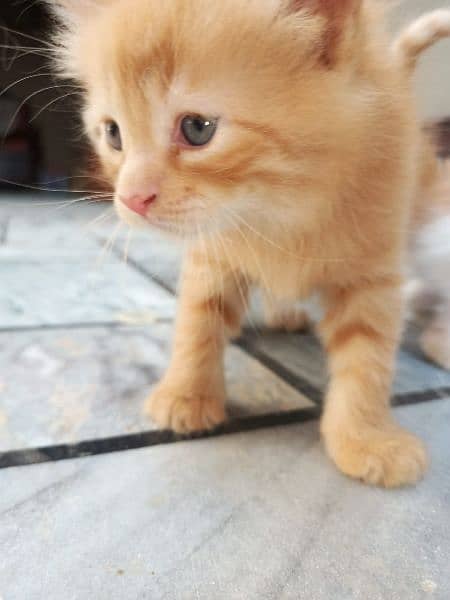 persian brown pair cat babies fluffy long hair pure cats breed 1