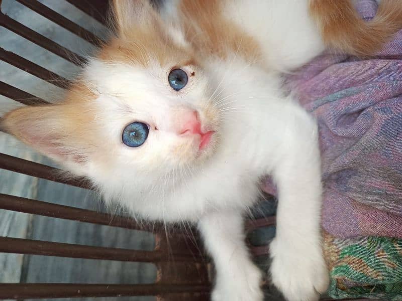 persian brown pair cat babies fluffy long hair pure cats breed 3