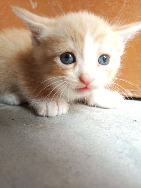 persian brown pair cat babies fluffy long hair pure cats breed 6