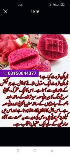 Dragon fruit plants available 0