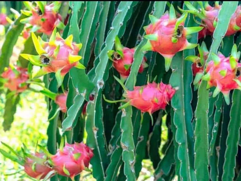 Dragon fruit plants available 3