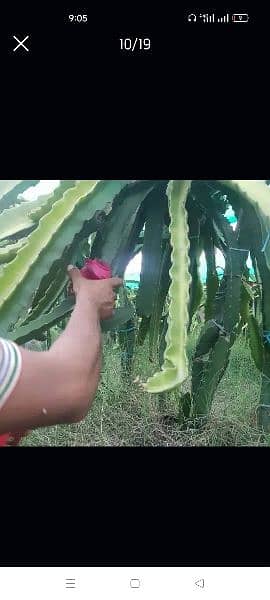 Dragon fruit plants available 4