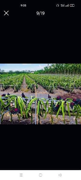 Dragon fruit plants available 5