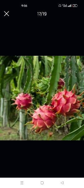 Dragon fruit plants available 8