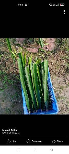 Dragon fruit plants available 9