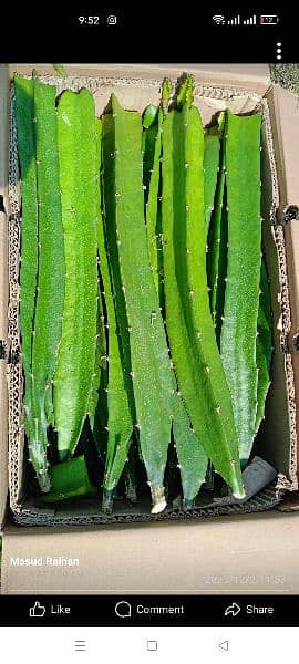 Dragon fruit plants available 10