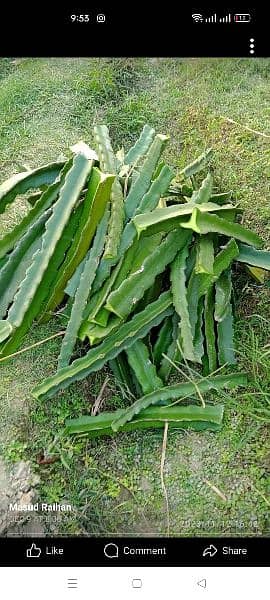 Dragon fruit plants available 11