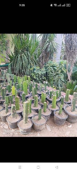 Dragon fruit plants available 12