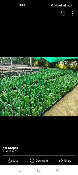 Dragon fruit plants available 13