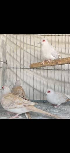 Red Dove Male/ Opal Dove Female