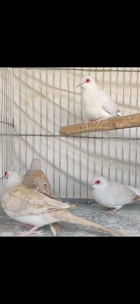 Red Dove Male/ Opal Dove Female 0