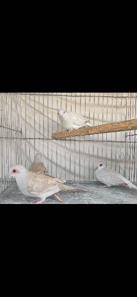 Red Dove Male/ Opal Dove Female 2