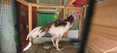 Aseel Java Murga + Broody Hen for Hatching for sell