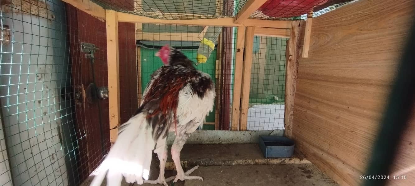Aseel Java Murga + Broody Hen for Hatching for sell 1