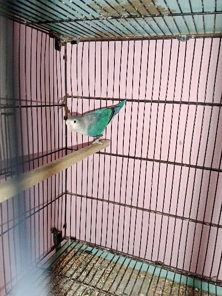 one pair green U wing online breeder pair and one piece blueu wingDNA 1