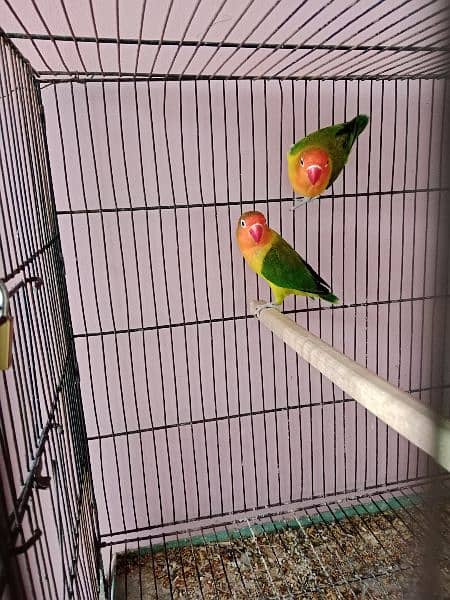 one pair green U wing online breeder pair and one piece blueu wingDNA 3