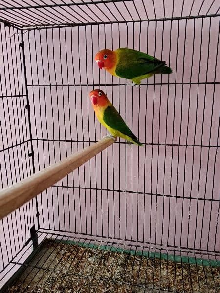 one pair green U wing online breeder pair and one piece blueu wingDNA 4