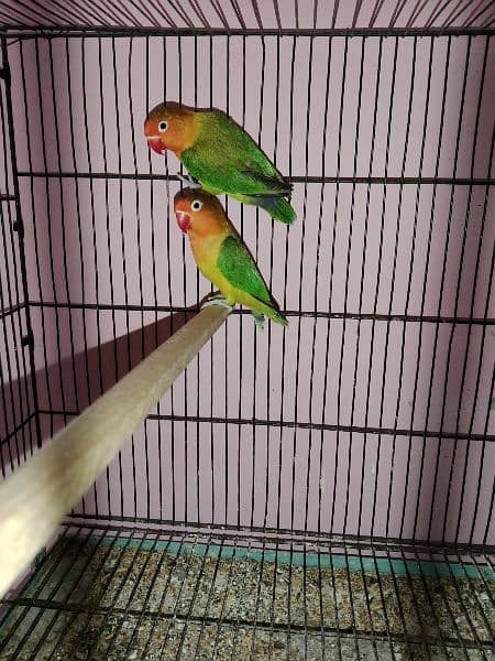 one pair green U wing online breeder pair and one piece blueu wingDNA 5